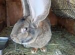 Кролики породы Бельгийский Фландр, Ризен