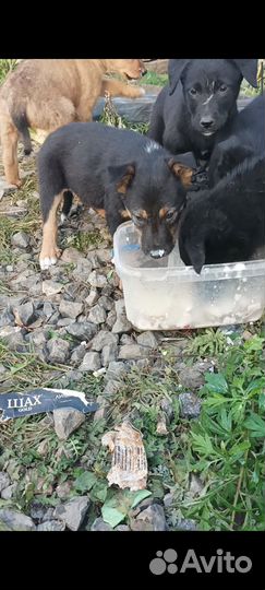 Щенки бесплатно