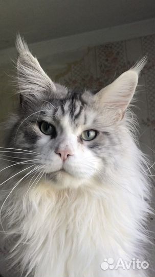 Мейн-кун котята