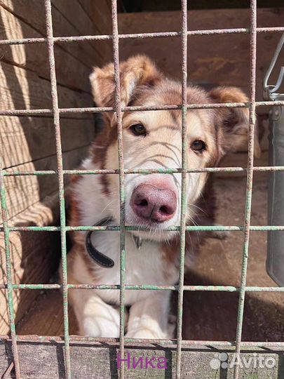 Собаки бесплатно в добрые руки