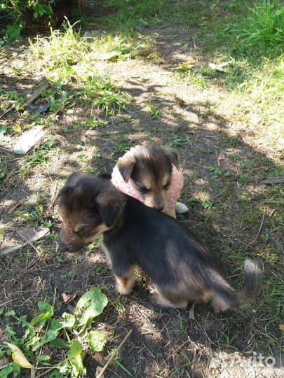 Щенки бесплатно