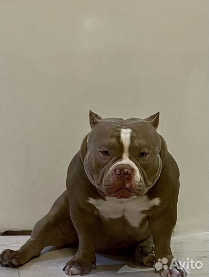 American bully вязка