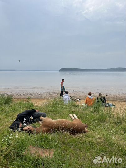 Конные прогулки