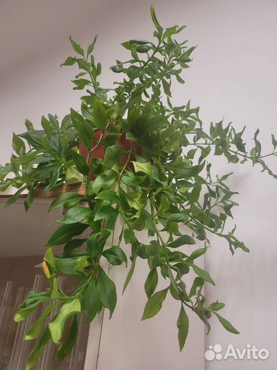 Эсхинантус