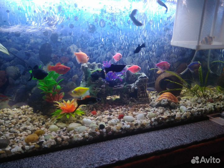 Аквариум