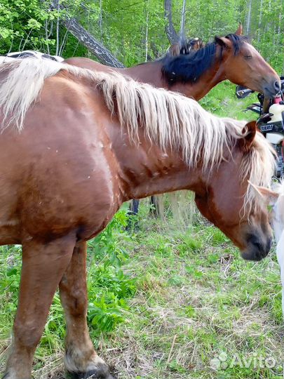 Жеребец тяжеловоз 6 лет