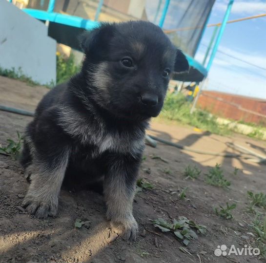 Щенки овчарки