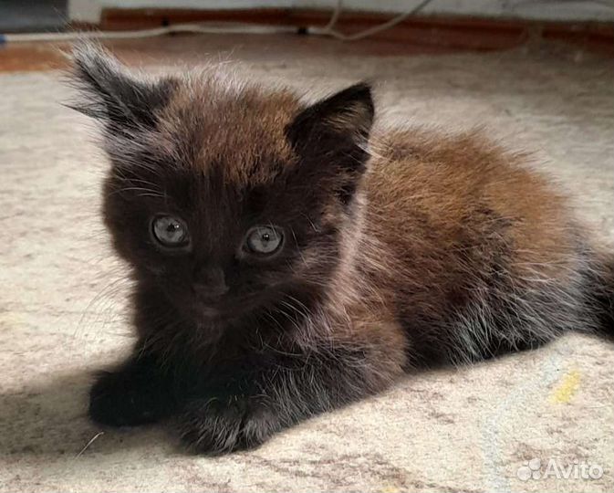 Кошка в дар