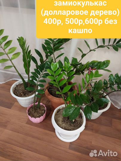 Продам цветы комнатные