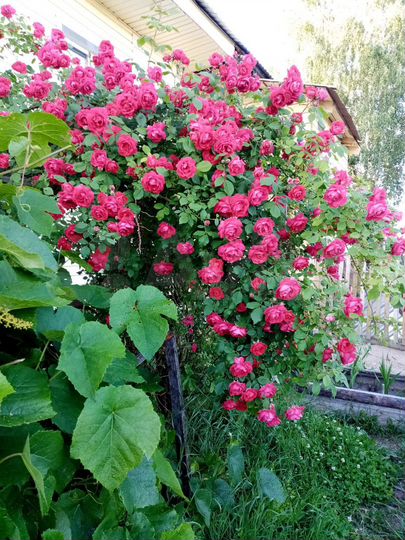 Дом 95 м² на участке 31 сот.