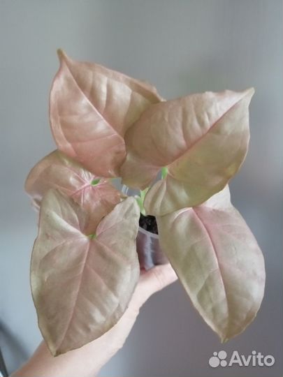 Сингониум ред харт