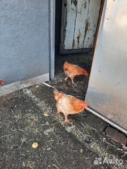 Молодые петушки