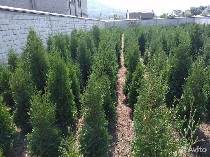 Туя Колумна