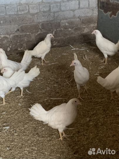 Куры молодки, бройлер
