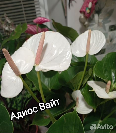 Антуриумы(мужское счастье)