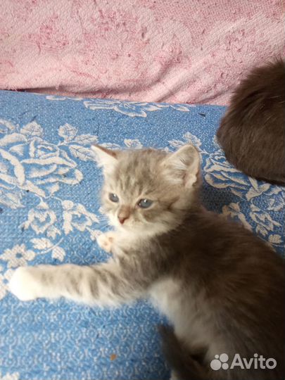 Котенок серый