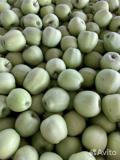 Яблоки оптом