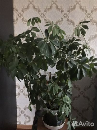 Комнатные цветы