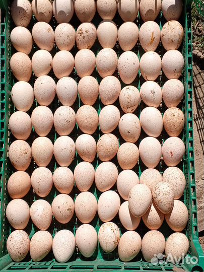 Инкубационное яйцо индейки