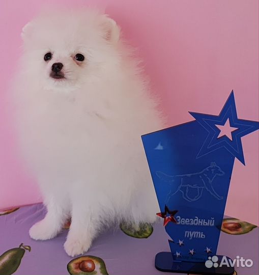 Немецкий шпиц