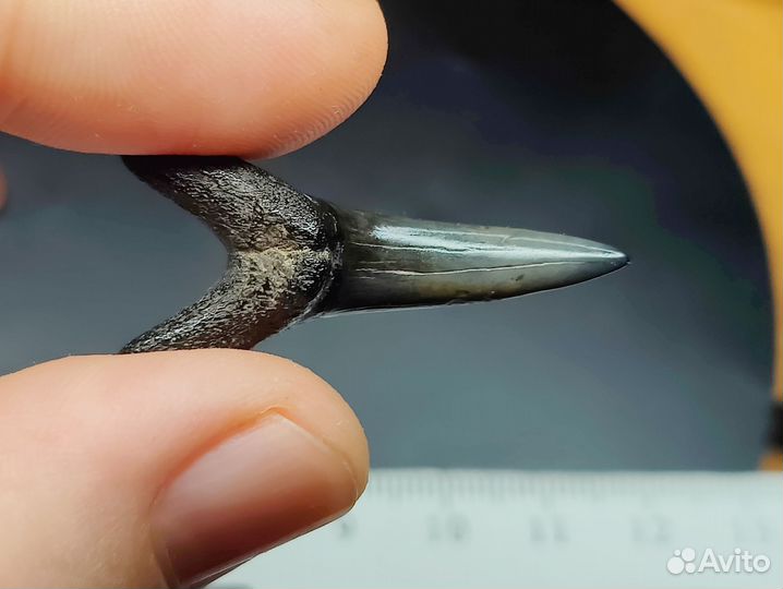 Окаменелый зуб акулы Jaekelotodus. Крупный