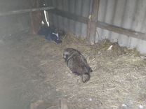 включи 5 32 2. 5g модуль на айфоне. включи 5 32 2.