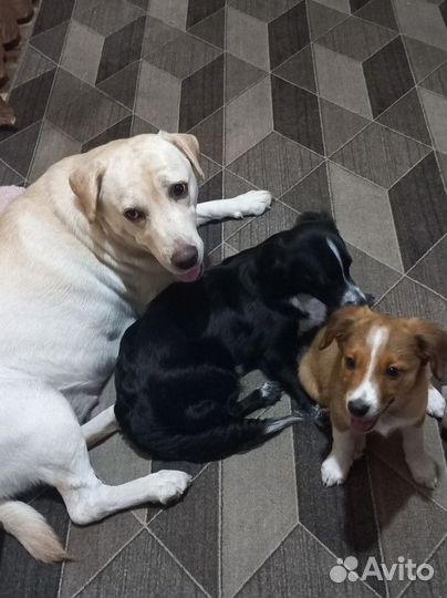 Собака в добрые руки