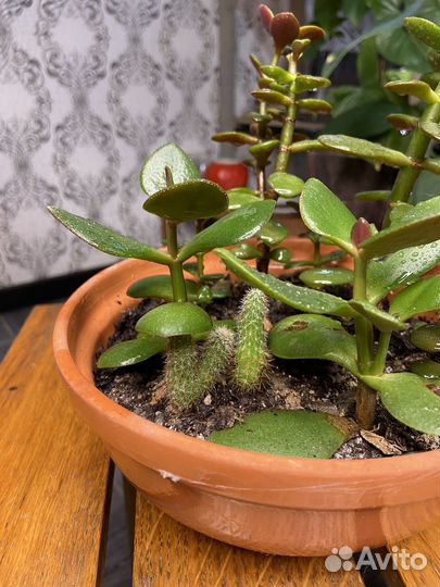 Кактусы и суккуленты