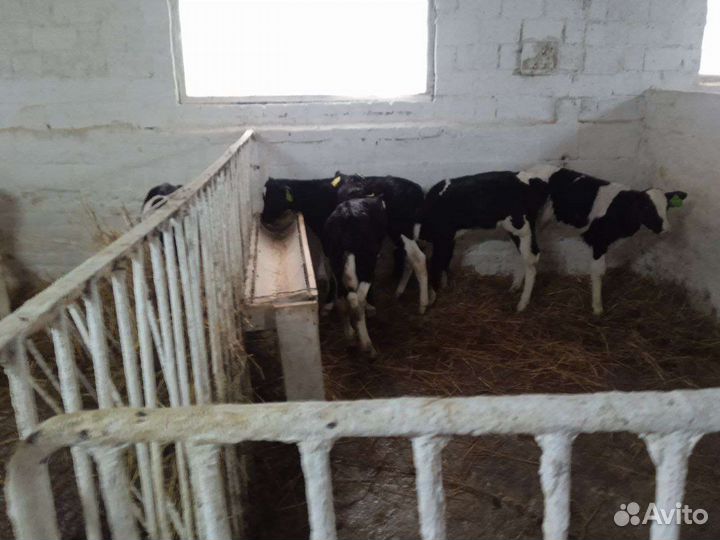 Бычки на откорм телята