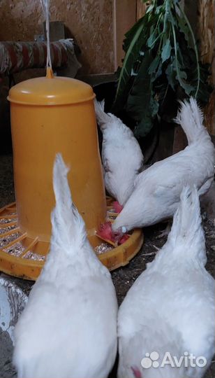 Продам куриц