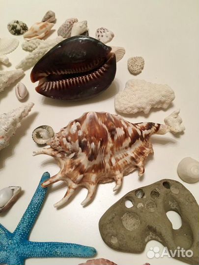 Морская коллекция новая