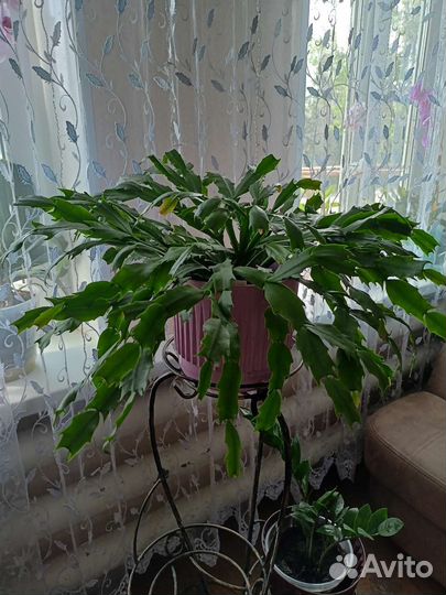 Декабрист шлюмбергера