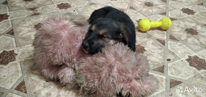 Собака в добрые руки отдам бесплатно