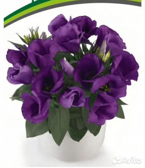 Рассада цветов эустома