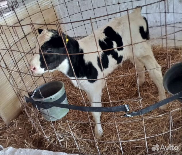 Бычки телочки