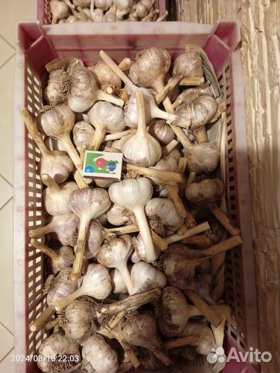 Чеснок зимний