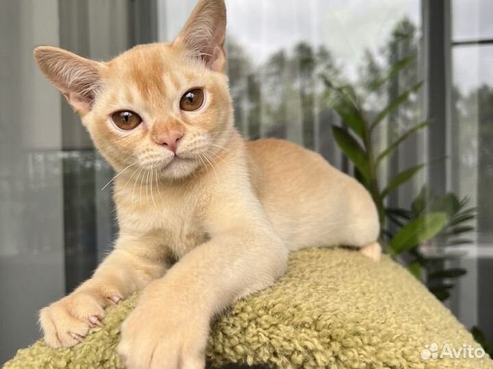 Бурманская