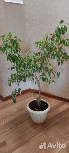 Фикус Бенджамина