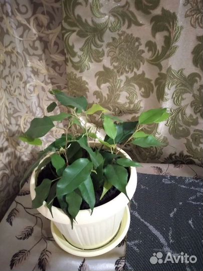 Фикус бенджамина