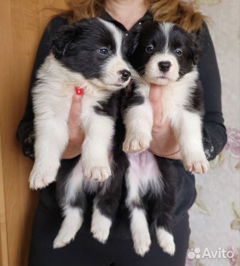 Щенки бордер колли