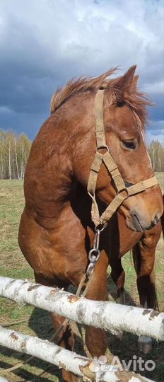 Лошадь жеребец