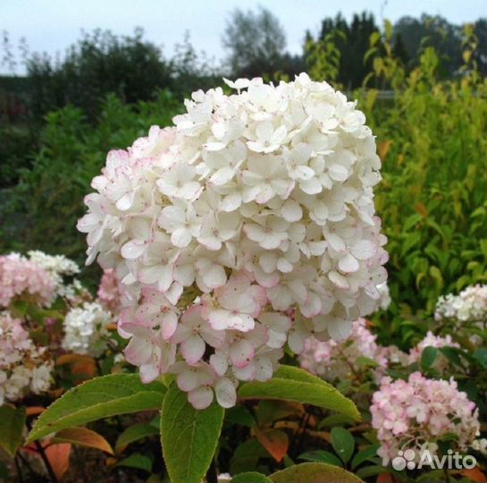 Гортензия Бобо (Bobo)