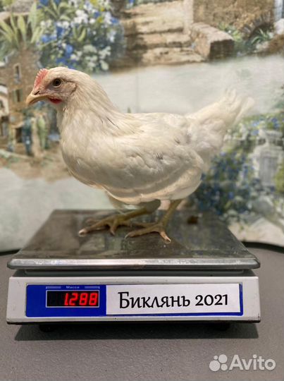 Куры Несушки