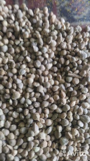 Весовые семена