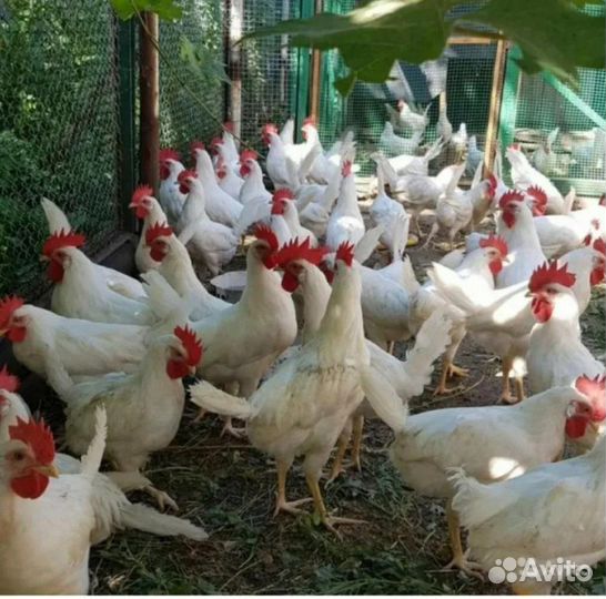 Куры несушки легорн белый