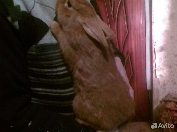 Кролики и мясо кроликов