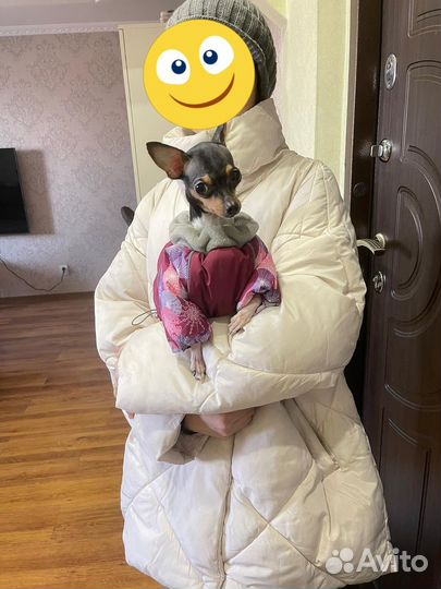 Той-терьер