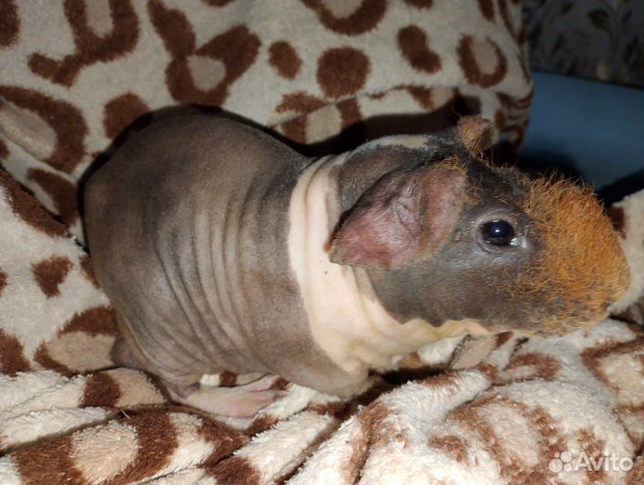 Морская свинка (скини)