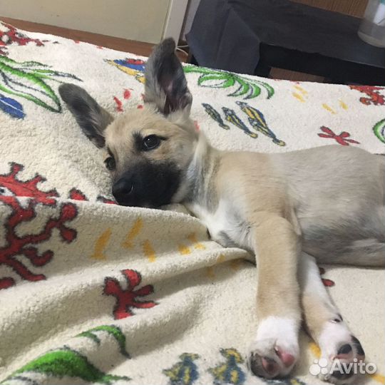 Щенок девочка в дар