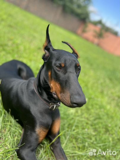 Щенок Доберман